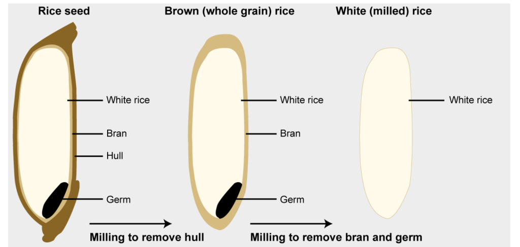 brown rice vs white rice