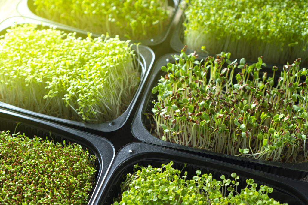 grow your own microgreens